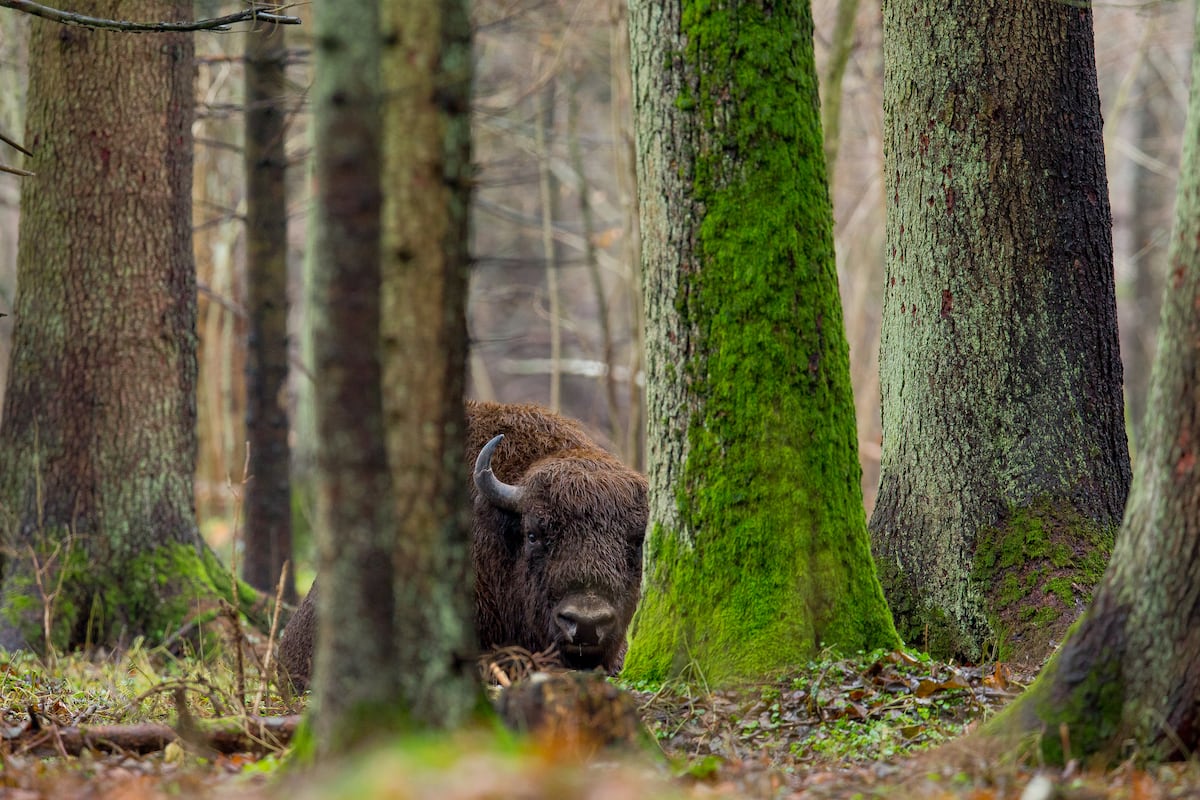 uczniowie sadzą młode drzewka sosnowe na wyrębie leśnym wiosną